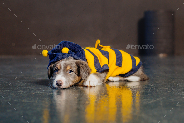 Border Collie Puppy Dressed as a Bee. Dog costume. Funny celebration Stock Photo by Olga Ovcharenko